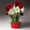 Brighter Blooms SHOP ALL Red And White Amaryllis Trio