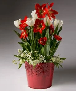 Brighter Blooms Red Amaryllis With White Tulips And Star Of Bethlehem SHOP ALL