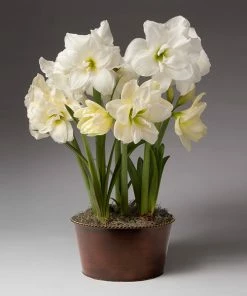 Brighter Blooms Alfresco Potted Christmas Amaryllis Plant Tabletop Bulb Gardens