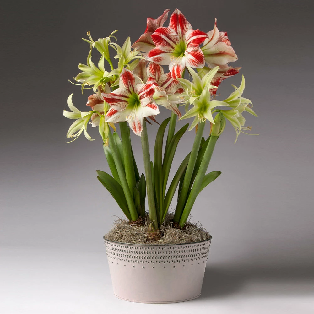 Brighter Blooms Red And Green Amaryllis Trio 2 Brighter Blooms Red And Green Amaryllis Trio