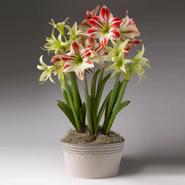 Brighter Blooms Red And Green Amaryllis Trio 1 Brighter Blooms Red And Green Amaryllis Trio