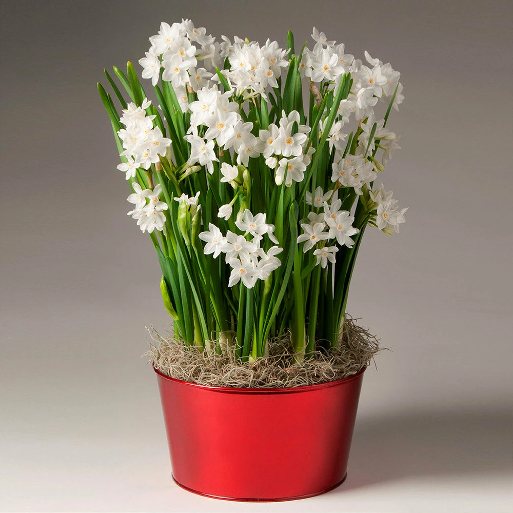 Brighter Blooms Ziva Paperwhite Plant SHOP ALL 2 Brighter Blooms Ziva Paperwhite Plant SHOP ALL