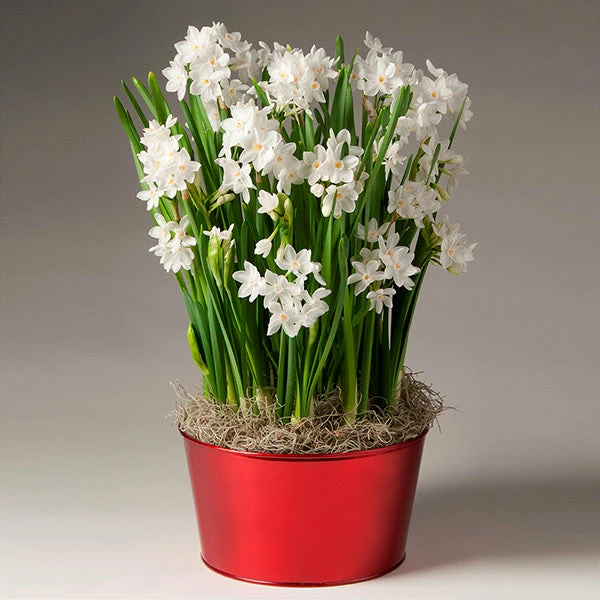 Brighter Blooms Ziva Paperwhite Plant SHOP ALL 1 Brighter Blooms Ziva Paperwhite Plant SHOP ALL