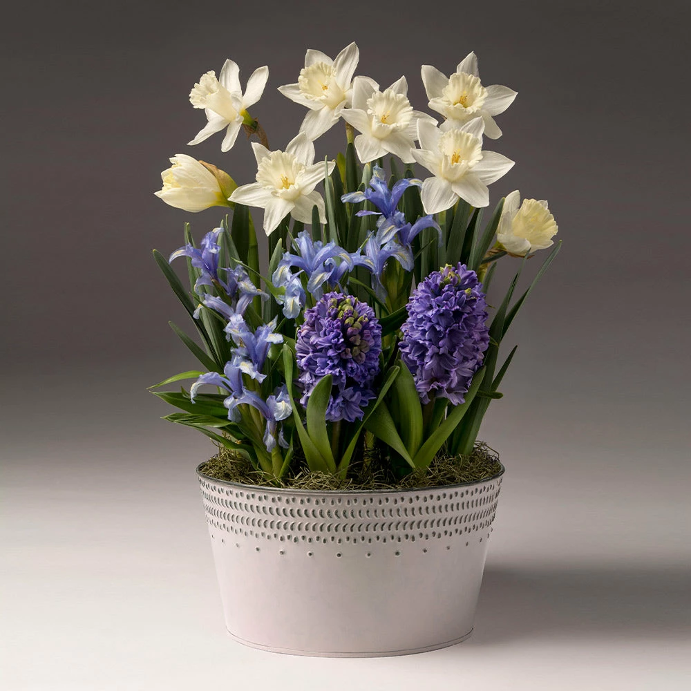 Brighter Blooms SHOP ALL White Narcissus With Blue Hyacinth And Iris 2 Brighter Blooms SHOP ALL White Narcissus With Blue Hyacinth And Iris