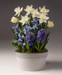 Brighter Blooms SHOP ALL White Narcissus With Blue Hyacinth And Iris