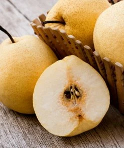 Brighter Blooms 20th Century (Nijisseiki) Asian Pear Tree Fruit Trees