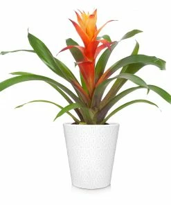 Brighter Blooms SHOP ALL Bromeliad Plant