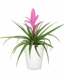 Brighter Blooms SHOP ALL Bromeliad Plant