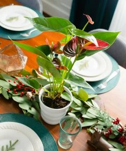 Brighter Blooms Red Anthurium Plant SHOP ALL 5 Brighter Blooms Red Anthurium Plant SHOP ALL