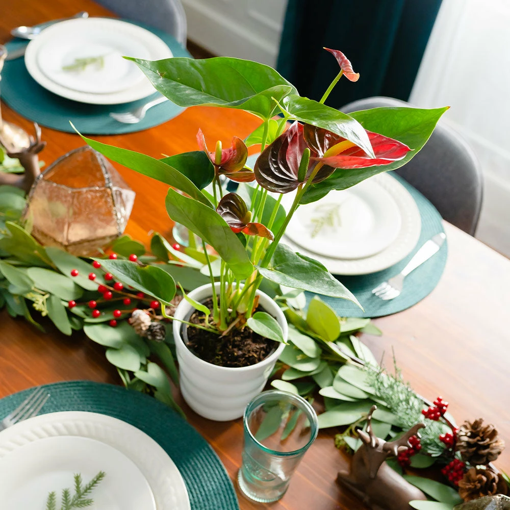 Brighter Blooms Red Anthurium Plant SHOP ALL 3 Brighter Blooms Red Anthurium Plant SHOP ALL