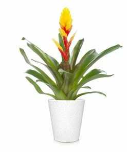 Brighter Blooms SHOP ALL Bromeliad Plant