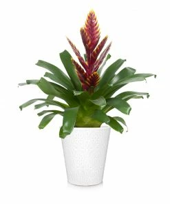 Brighter Blooms SHOP ALL Bromeliad Plant