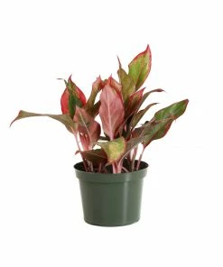Brighter Blooms Red Chinese Evergreen Plant Shrubs & Hedges