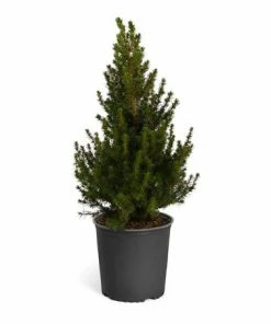 Brighter Blooms Dwarf Alberta Spruce Gift Plant Shrubs & Hedges