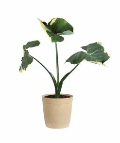 Brighter Blooms Mickey Mouse Alocasia (Alocasia Xanthosoma Variegata) 16 Brighter Blooms Mickey Mouse Alocasia (Alocasia Xanthosoma Variegata)