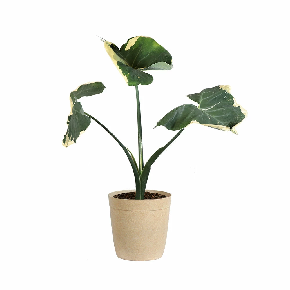 Brighter Blooms Mickey Mouse Alocasia (Alocasia Xanthosoma Variegata) 8 Brighter Blooms Mickey Mouse Alocasia (Alocasia Xanthosoma Variegata)