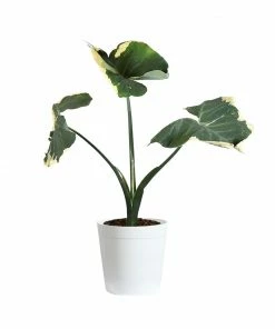 Brighter Blooms Mickey Mouse Alocasia (Alocasia Xanthosoma Variegata) 17 Brighter Blooms Mickey Mouse Alocasia (Alocasia Xanthosoma Variegata)