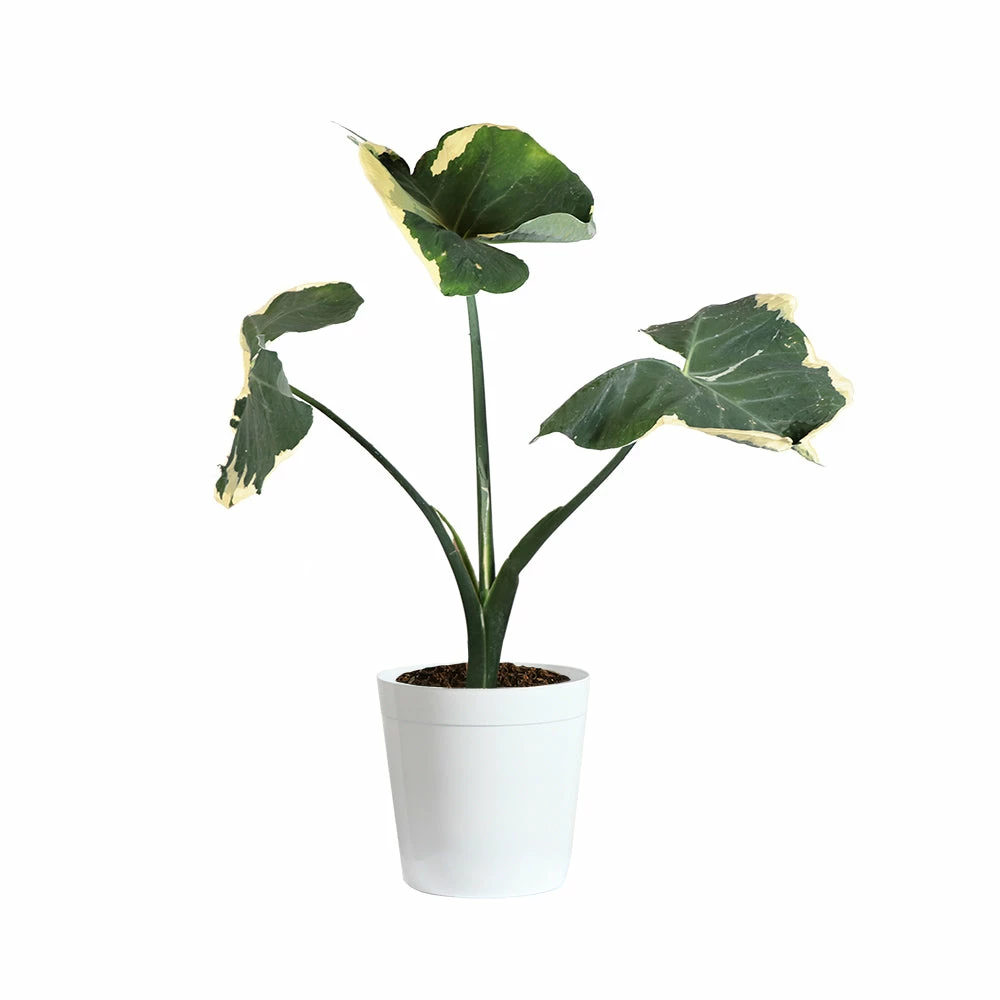 Brighter Blooms Mickey Mouse Alocasia (Alocasia Xanthosoma Variegata) 9 Brighter Blooms Mickey Mouse Alocasia (Alocasia Xanthosoma Variegata)