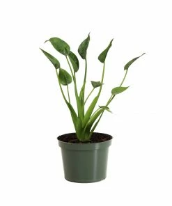 Brighter Blooms House & Patio Tiny Dancer Plant