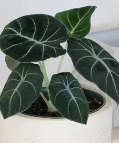 Brighter Blooms Alocasia Black Velvet House & Patio