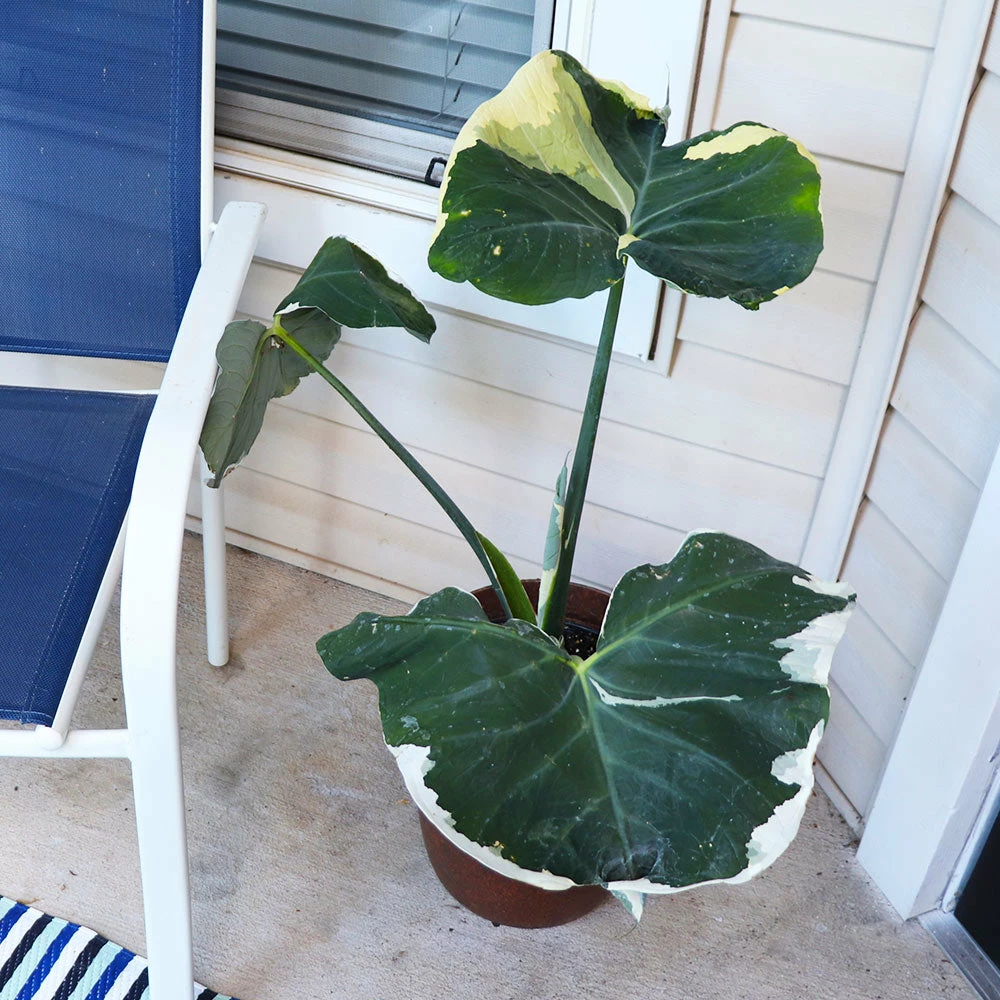 Brighter Blooms Mickey Mouse Alocasia (Alocasia Xanthosoma Variegata) 4 Brighter Blooms Mickey Mouse Alocasia (Alocasia Xanthosoma Variegata)