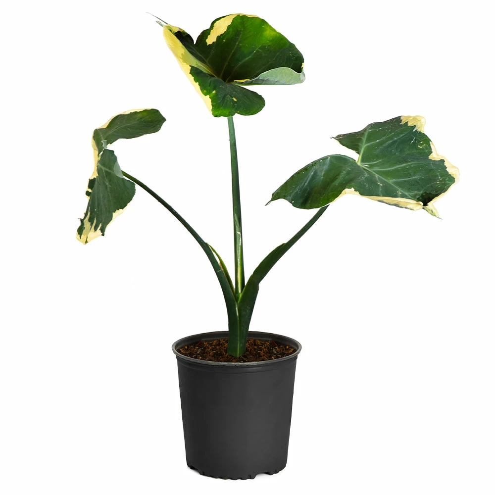 Brighter Blooms Mickey Mouse Alocasia (Alocasia Xanthosoma Variegata) 7 Brighter Blooms Mickey Mouse Alocasia (Alocasia Xanthosoma Variegata)