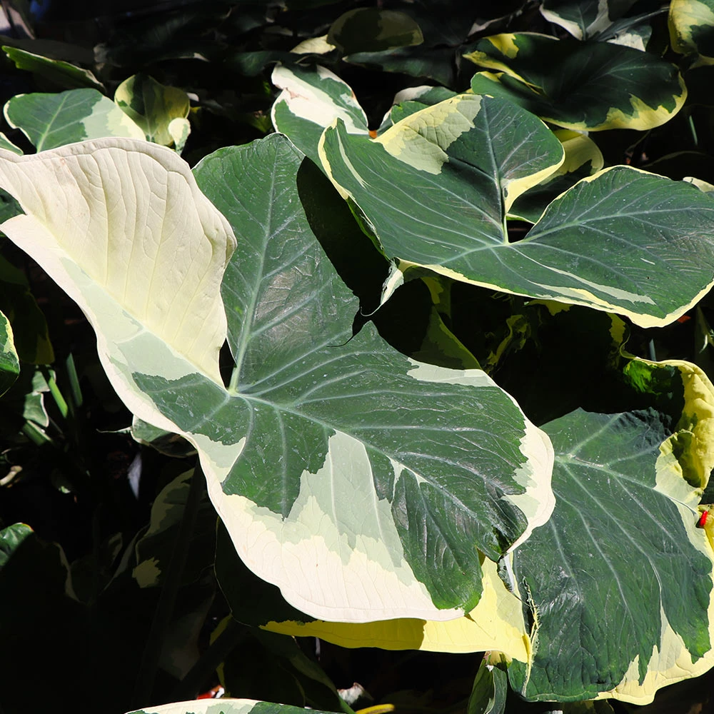 Brighter Blooms Mickey Mouse Alocasia (Alocasia Xanthosoma Variegata) 2 Brighter Blooms Mickey Mouse Alocasia (Alocasia Xanthosoma Variegata)