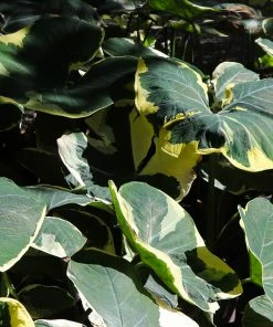 Brighter Blooms Mickey Mouse Alocasia (Alocasia Xanthosoma Variegata) 13 Brighter Blooms Mickey Mouse Alocasia (Alocasia Xanthosoma Variegata)