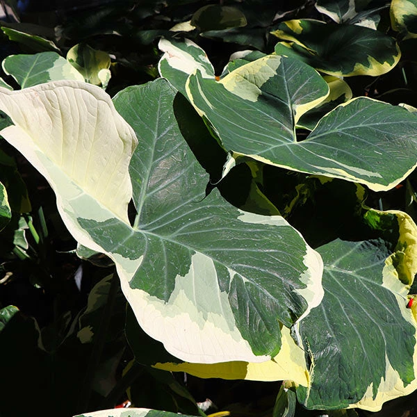 Brighter Blooms Mickey Mouse Alocasia (Alocasia Xanthosoma Variegata) 1 Brighter Blooms Mickey Mouse Alocasia (Alocasia Xanthosoma Variegata)