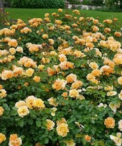 Brighter Blooms Roses Flower Carpet Amber Rose 5 Brighter Blooms Roses Flower Carpet Amber Rose