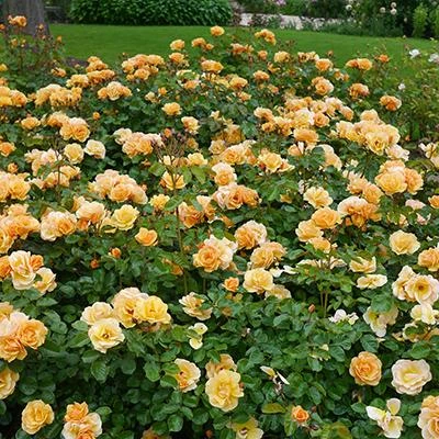 Brighter Blooms Roses Flower Carpet Amber Rose 3 Brighter Blooms Roses Flower Carpet Amber Rose