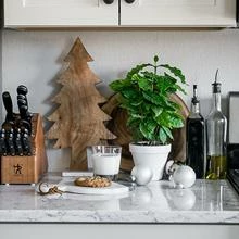 Brighter Blooms Fruit Trees Arabica Coffee Gift Plant