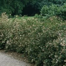 Brighter Blooms Little Richard Abelia Shrub Shrubs & Hedges