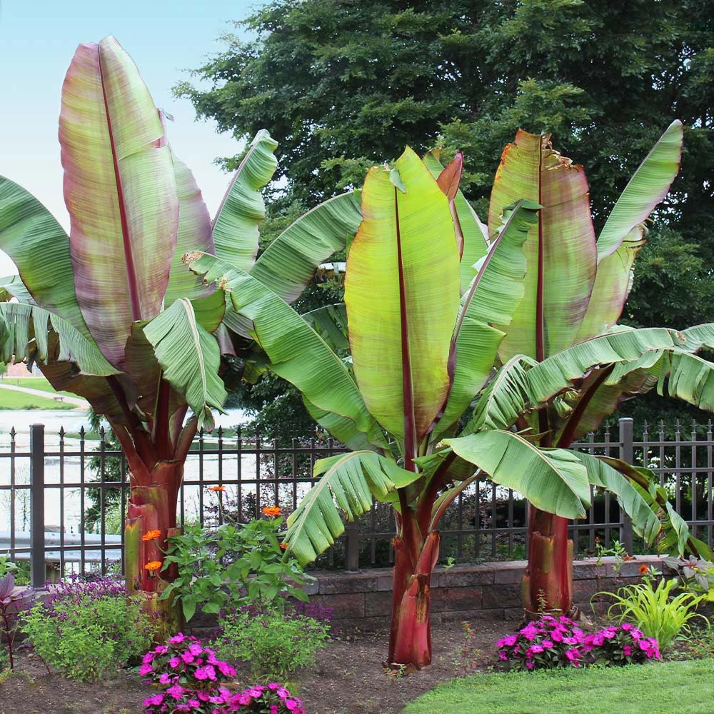 Brighter Blooms Red Abyssinian Banana Tree 2 Brighter Blooms Red Abyssinian Banana Tree