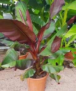 Brighter Blooms Red Abyssinian Banana Tree 7 Brighter Blooms Red Abyssinian Banana Tree