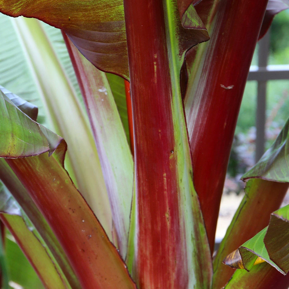 Brighter Blooms Red Abyssinian Banana Tree 4 Brighter Blooms Red Abyssinian Banana Tree