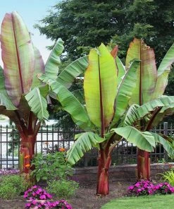 Brighter Blooms Red Abyssinian Banana Tree