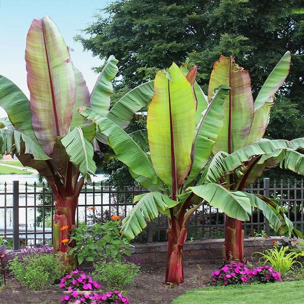 Brighter Blooms Red Abyssinian Banana Tree 1 Brighter Blooms Red Abyssinian Banana Tree