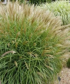 Brighter Blooms Maiden Grass Ornamental Grasses 6 Brighter Blooms Maiden Grass Ornamental Grasses