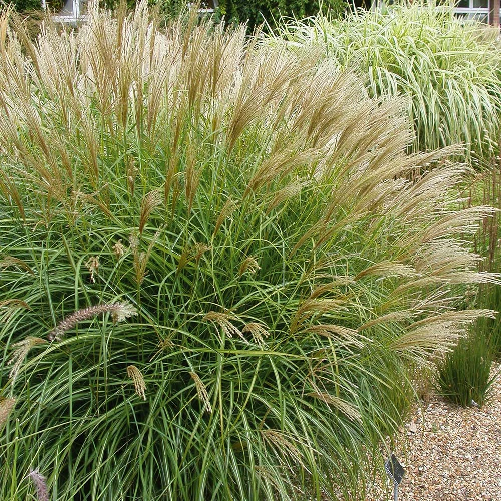 Brighter Blooms Maiden Grass Ornamental Grasses 3 Brighter Blooms Maiden Grass Ornamental Grasses