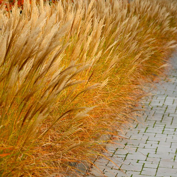 Brighter Blooms Maiden Grass Ornamental Grasses 1 Brighter Blooms Maiden Grass Ornamental Grasses
