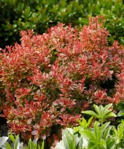 Brighter Blooms Admiration Barberry Shrub