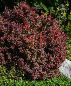 Brighter Blooms Admiration Barberry Shrub