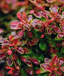 Brighter Blooms Admiration Barberry Shrub