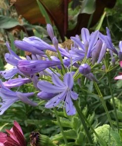 Brighter Blooms Neverland Lily Of The Nile Perennials 5 Brighter Blooms Neverland Lily Of The Nile Perennials