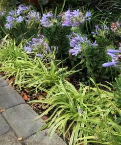 Brighter Blooms Neverland Lily Of The Nile Perennials