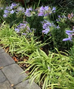 Brighter Blooms Neverland Lily Of The Nile Perennials