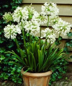 Brighter Blooms Lily Of The Nile (White) Plant 8 Brighter Blooms Lily Of The Nile (White) Plant