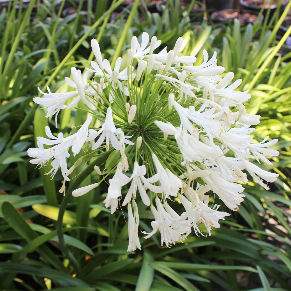 Brighter Blooms Lily Of The Nile (White) Plant 3 Brighter Blooms Lily Of The Nile (White) Plant