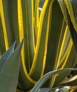 Brighter Blooms Variegated Century Plant Shrubs & Hedges